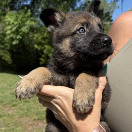 Sable Boy 2 - Sable male German Shepherd puppy in Jacksonville, Florida from El Dorado