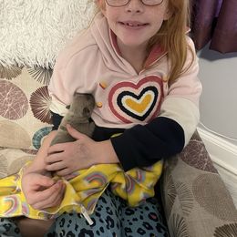 French Bulldog Puppies from NC French Kiss-A-Bulls