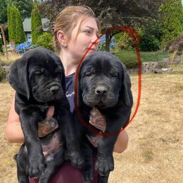 Girl 1 - Gray female Cane Corso puppy in Olympia, Washington from Grayling Dawn Cane Corso