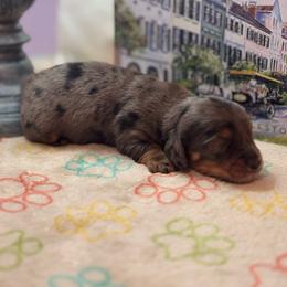 AKC Dapple Male 1 - Dapple male Dachshund puppy in Summerville, South Carolina from Funk's Four-Legged Friends