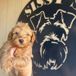 Espresso - Wheaten male Miniature Schnauzer puppy in Fort Worth, Texas from Sissy’s Schnauzers