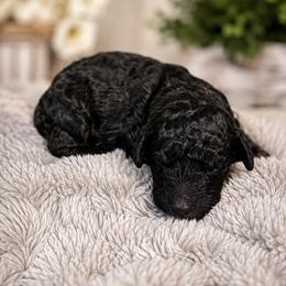 Onyx - Black male Goldendoodle puppy in Freedom, New York from Samantha's Goldendoodles
