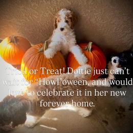 Dottie - female Golden Mountain Doodle puppy in Grand Junction, Colorado from Belles Golden Mountain Doodles