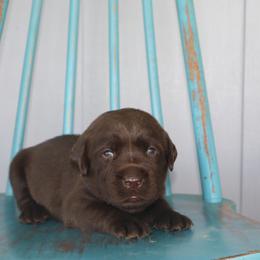 Waffles - Chocolate male Labrador Retriever puppy in Camden, Indiana from Camden's Caring Canines