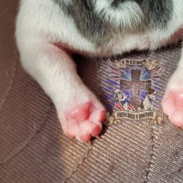 Boston Terrier and French Bulldog Puppies from Freedom Bostons