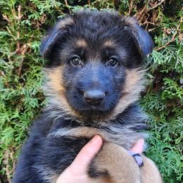 Female B - Black and red female German Shepherd puppy in Chehalis, Washington from Tannhauser German Shepherds