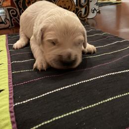 Golden Retriever Puppies from Tupelo Honey Farm's Golden Retrievers
