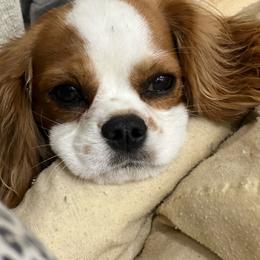 Cookie - Cavalier King Charles Spaniel