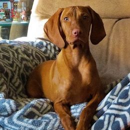 Liesl (lee-zul) - Vizsla
