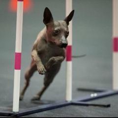 American Hairless Terrier All Grown Up from Vinegar Hill Kennel