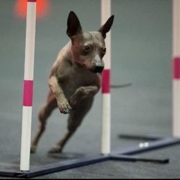 American Hairless Terrier All Grown Up from Vinegar Hill Kennel