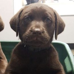 Golden Retrievers and Labrador Retrievers from Keller's Retrievers