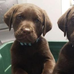 Golden Retrievers and Labrador Retrievers from Keller's Retrievers
