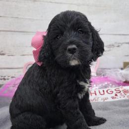 Sarah - Black and white female Springerdoodle puppy in Lisbon, Ohio from Willow Lane Doodles