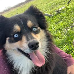 Carly - Miniature Australian Shepherd