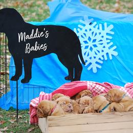 Dogue de Bordeaux Puppies from The Butcher’s Dog/ Le Chien du Boucher