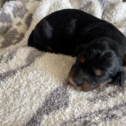 Girl 1 - Tri-color Bernedoodle puppy in Amherst, Nebraska from Pile Family Goldendoodles