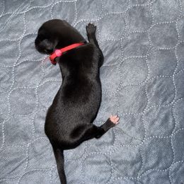 Dust Devil (Red Collar) - Black male Greyhound puppy in Mesa, Arizona from ARK Kennels