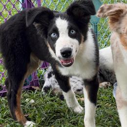 Boy 3 - Black tri-color male Australian Shepherd puppy in Lakeland, Florida from Infinite Aussies