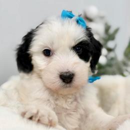 Christmas Vacation - Tri-color female Bernedoodle puppy in Hegins, Pennsylvania from Bubbling Springs Doodles, LLC