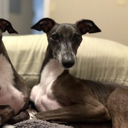 Italian Greyhounds from Serenata Italian Greyhounds