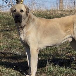 Kal-El - Turkish Boz Shepherd