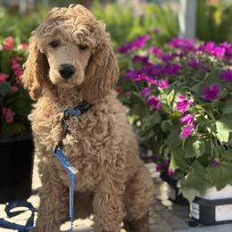 Zephyr - Cream male Poodle puppy in Spring Branch, Texas from Mezzo Poodles