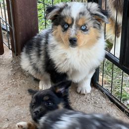 Leaf - Blue merle male Toy Australian Shepherd puppy in Nocona, Texas from Rafter O Toy Aussies and Mini Heelers