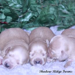 Dachshund Puppies from Shadow Ridge Farms