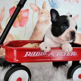 Boston Terrier Puppies from Our Gang Bostons