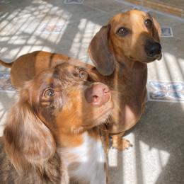Dachshunds from Marble Dachshunds