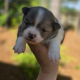 Smores - Blue merle male Pomeranian puppy in Lumberton, Mississippi from Piney Woods Pomeranians