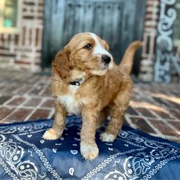 Gray - Red  male Goldendoodle puppy in Celina, Texas from Kennedy Doodles