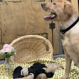 Anne and Tom - Yellow male Labrador Retriever puppy in Geneva, Florida from Salty Duck Retrievers