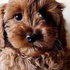 Cavalier King Charles Spaniels from Puppyloversplace