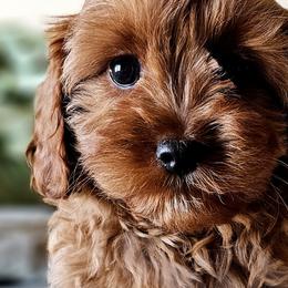 Cavalier King Charles Spaniels from Puppyloversplace