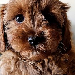 Cavalier King Charles Spaniels from Puppyloversplace
