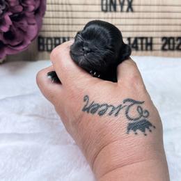 Onyx - Black and white male Chihuahua puppy in North Dakota from American Dream Chihuahua’s