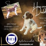 Irish Doodle and Poodle Puppies from Heavenly Poodles