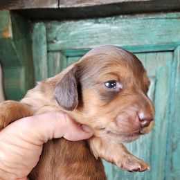 Cranberry - Brindle female Dachshund puppy in El Paso, Texas from Mells Weenies