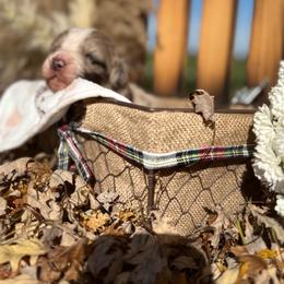 Flint - Red merle male Aussiedoodle puppy in Kensington, Ohio from Hickory Hideaway Doodles