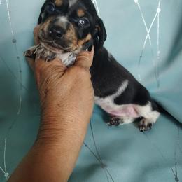 Dachshund Puppies from Witchy Woman’s Wiener’s