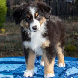Alto - Black tri-color male Australian Shepherd puppy in Tijeras, New Mexico from Dovehawk Australian Shepherds