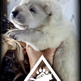 Christa - White female German Shepherd puppy in Sequim, Washington from German Shepherd Haus