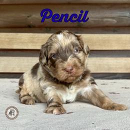Pencil - Chocolate merle male Bernedoodle puppy in Banner Elk, North Carolina from Walnut Tree Bernedoodles
