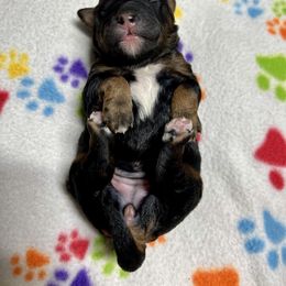 Goldendoodle and Poodle Puppies from SnickerDoodlePups