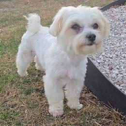 Izzy - Maltese