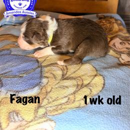 RTM lime collar - Red tri-color male Australian Shepherd puppy in Greenville, Texas from Amandas Aussies