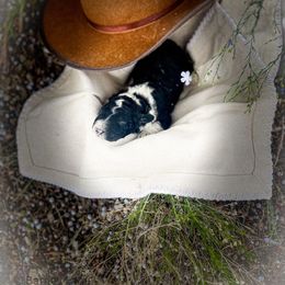 Curly - Sheepadoodle puppy in Fairview, Utah from Barney family farm