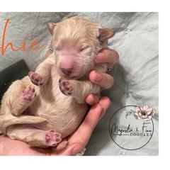 Double Doodle Puppies from Magnolia & Finn Doodles